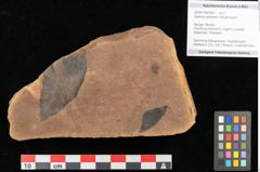Foto (Objekt + Etikett) von Quercus palaeoilex Ettingshausen (NHMW-GEO-2024-0188-0963)